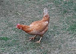 2 Egg laying Desi Murgi, Home Breed Hen