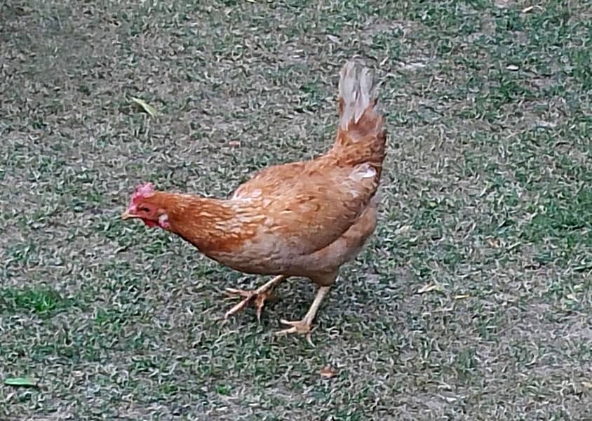 Egg laying, 2 Desi Murgi, Home Breed Hen 0