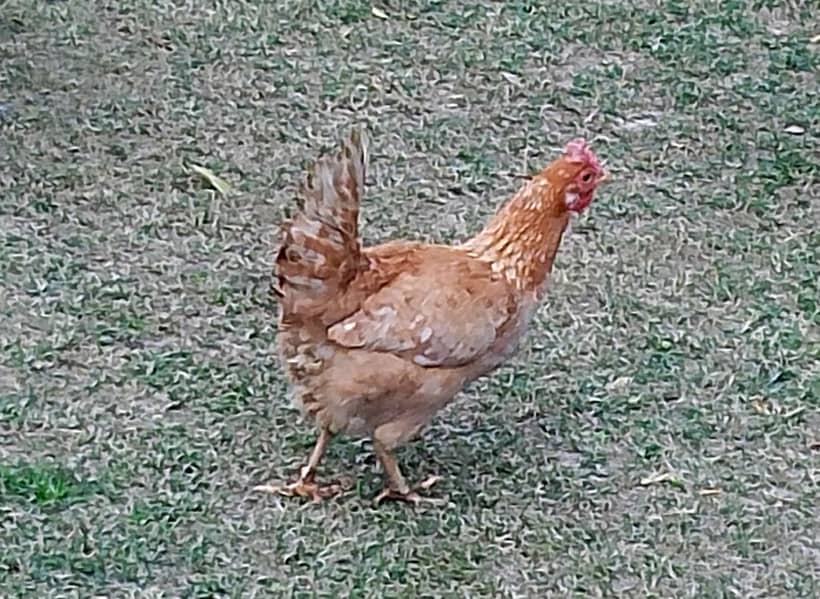 Egg laying, 2 Desi Murgi, Home Breed Hen 3