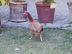 Egg laying, Desi Murgi, Home Breed Hen