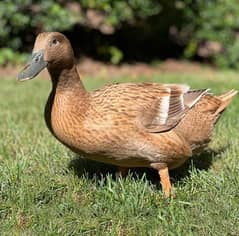 Khaki Campbell Ducks