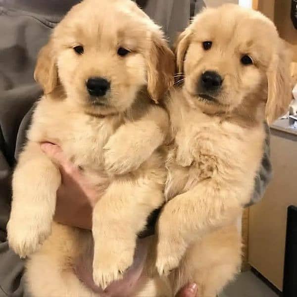 Golden Retriever Puppies Form imp parent's 0