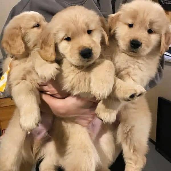 Golden Retriever Puppies Form imp parent's 1