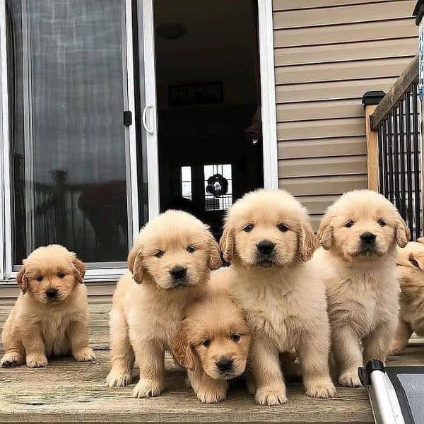 Golden Retriever Puppies Form imp parent's 2