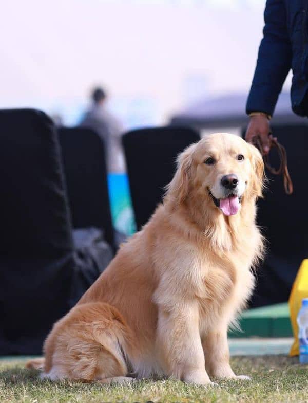 Golden Retriever Puppies Form imp parent's 3