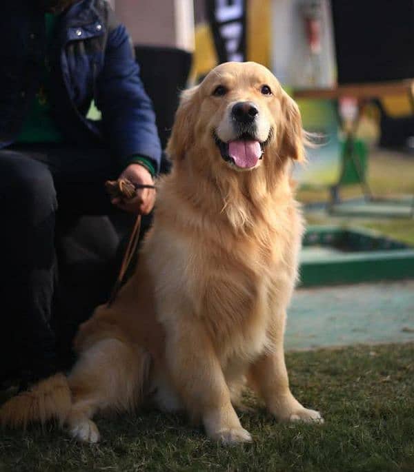 Golden Retriever Puppies Form imp parent's 4