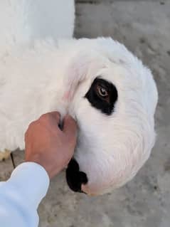 Mundra dumba sheep