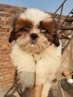 shih tzu puppy Shih Tzu Male / shihtzu female /Shihtzu male female pup