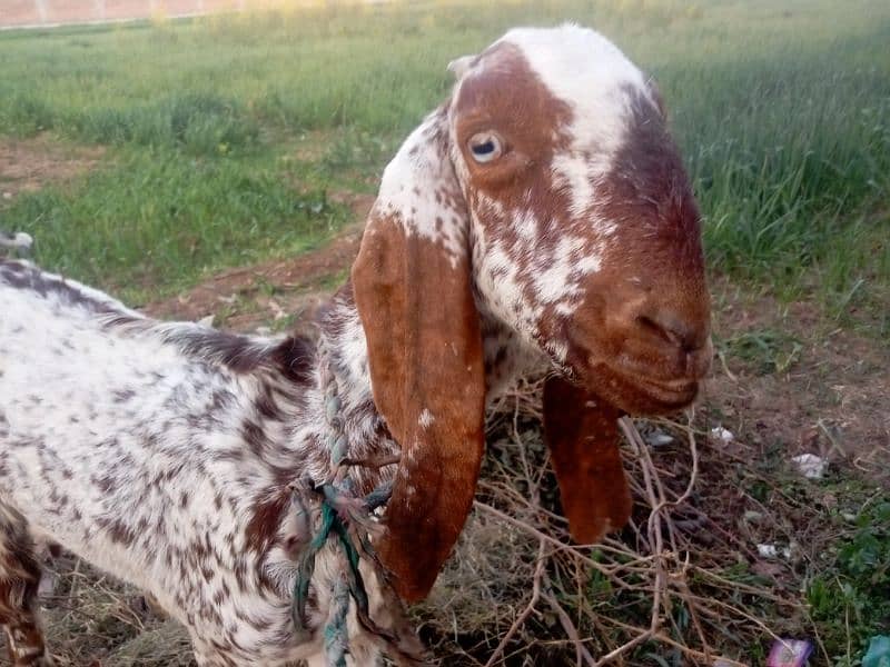 Goat with Baby Goat | Bakri aur Sath mein Bachi | بکری اور بچی 0