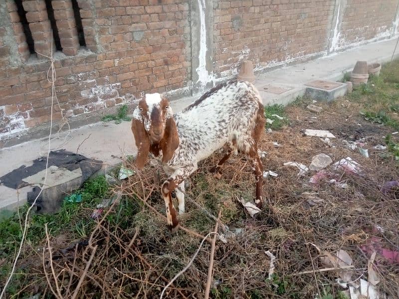 Goat with Baby Goat | Bakri aur Sath mein Bachi | بکری اور بچی 1