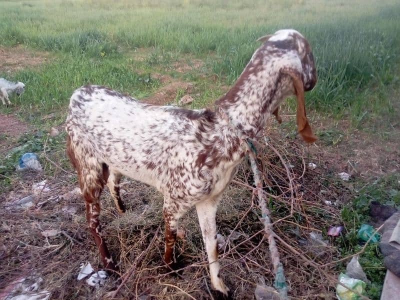 Goat with Baby Goat | Bakri aur Sath mein Bachi | بکری اور بچی 2