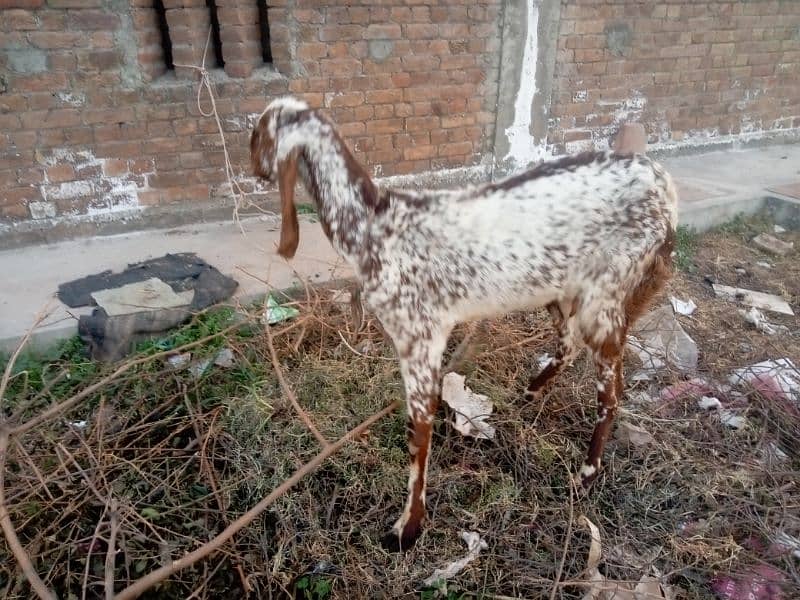 Goat with Baby Goat | Bakri aur Sath mein Bachi | بکری اور بچی 3