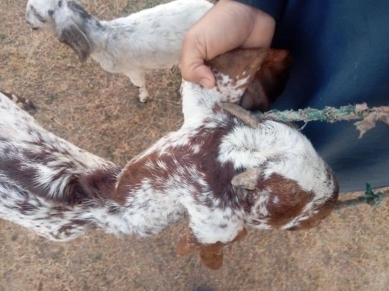 Goat with Baby Goat | Bakri aur Sath mein Bachi | بکری اور بچی 4