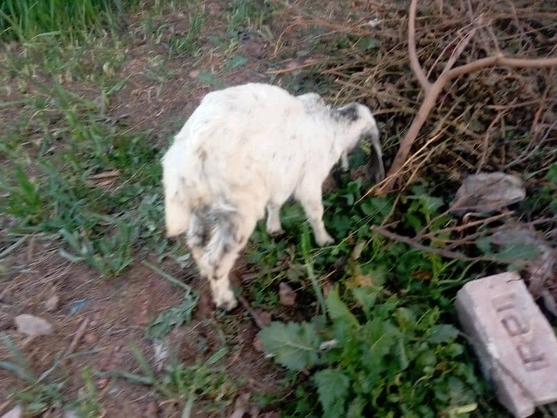 Goat with Baby Goat | Bakri aur Sath mein Bachi | بکری اور بچی 5