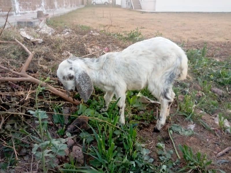 Goat with Baby Goat | Bakri aur Sath mein Bachi | بکری اور بچی 6