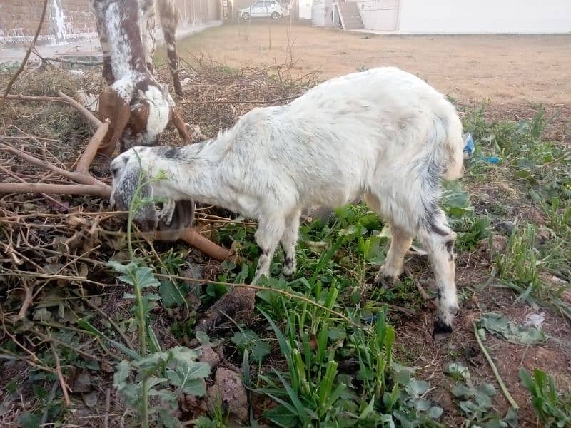 Goat with Baby Goat | Bakri aur Sath mein Bachi | بکری اور بچی 7