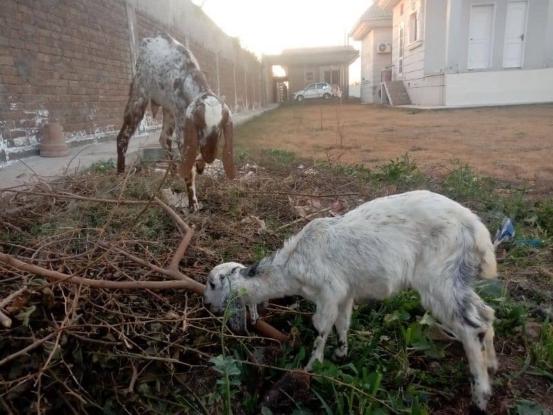 Goat with Baby Goat | Bakri aur Sath mein Bachi | بکری اور بچی 8