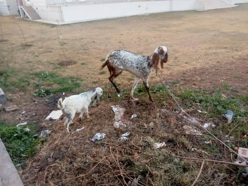 Goat with Baby Goat | Bakri aur Sath mein Bachi | بکری اور بچی 9