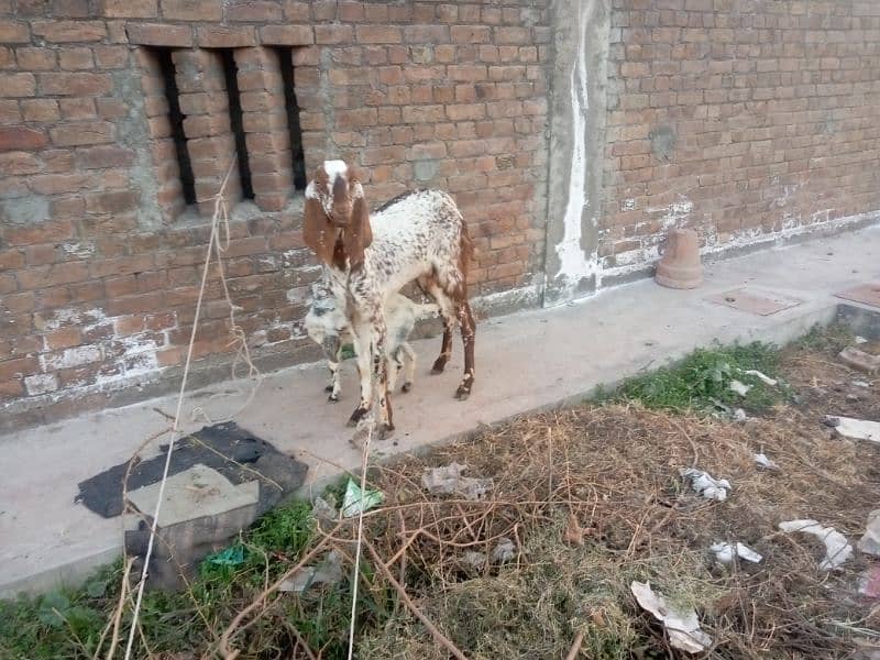 Goat with Baby Goat | Bakri aur Sath mein Bachi | بکری اور بچی 10