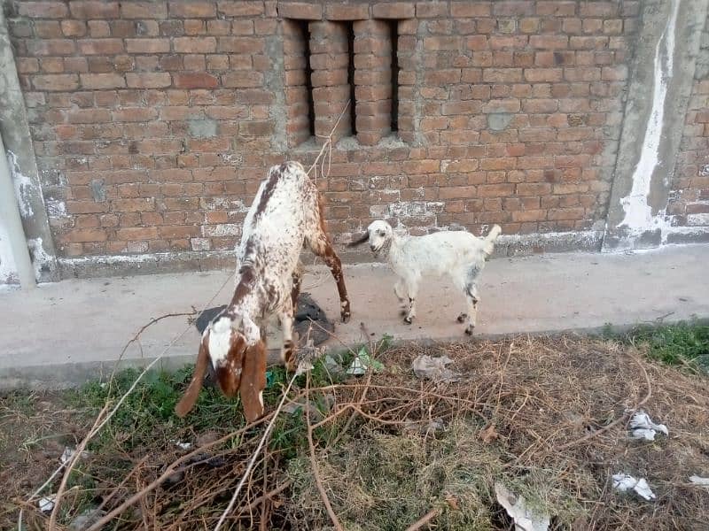 Goat with Baby Goat | Bakri aur Sath mein Bachi | بکری اور بچی 11