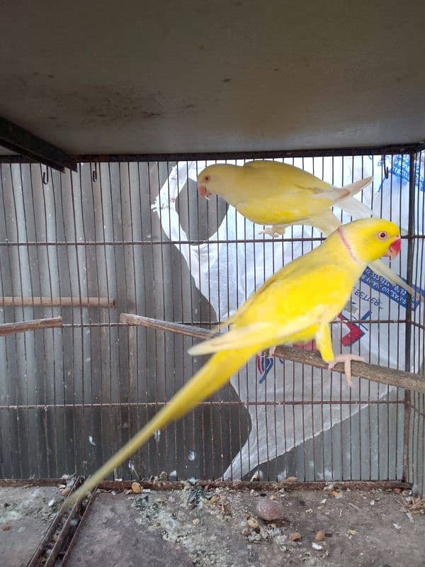 Yellow Ringneck Male And Creamino Double Factor Female Pair For Sell 0