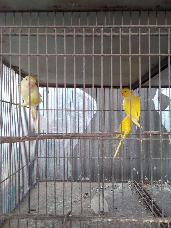 Yellow Ringneck Male And Creamino Double Factor Female Pair For Sell 1