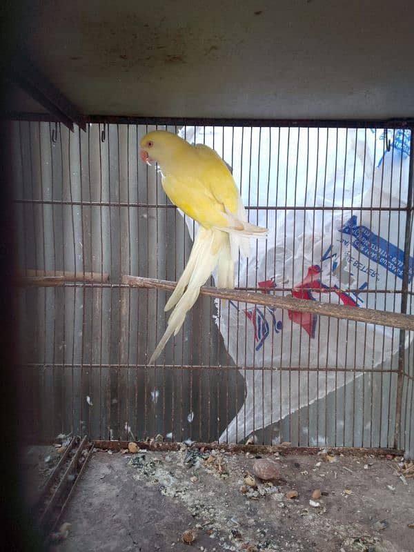 Yellow Ringneck Male And Creamino Double Factor Female Pair For Sell 2