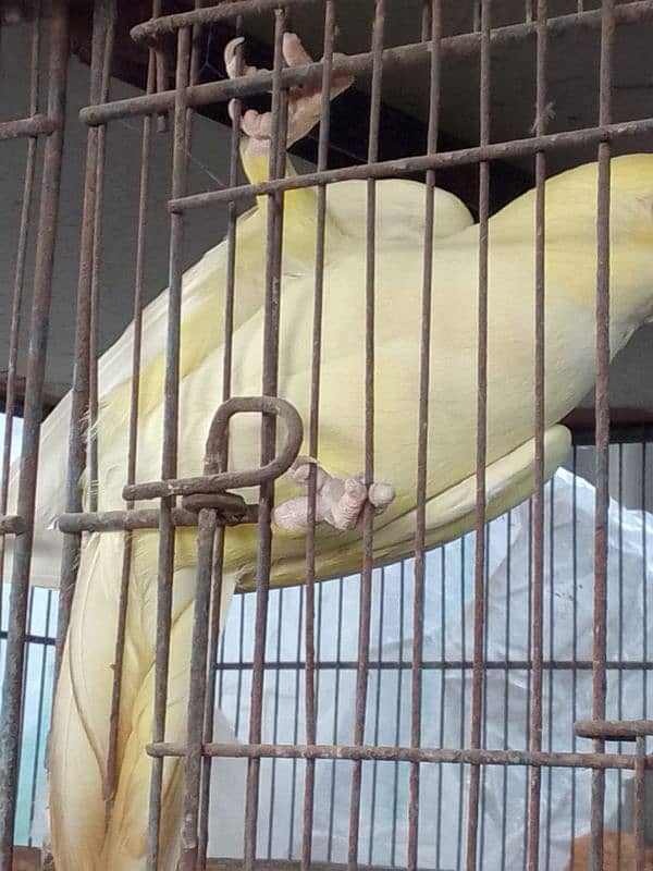 Yellow Ringneck Male And Creamino Double Factor Female Pair For Sell 3