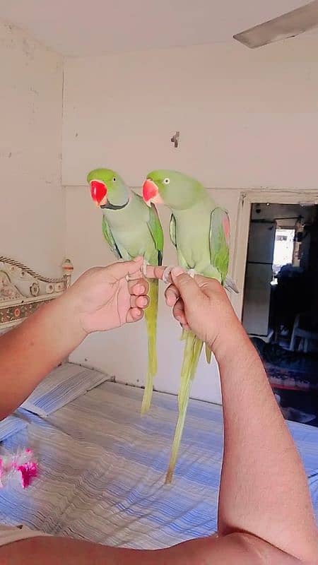 Pahari parrot pair for sale 0