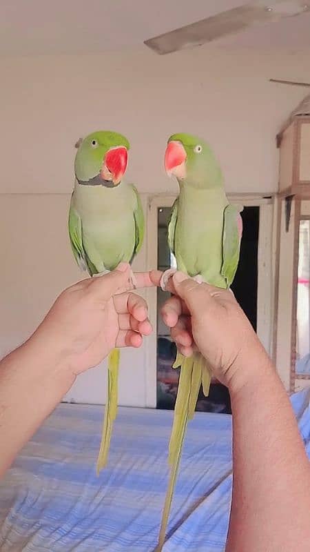 Pahari parrot pair for sale 1