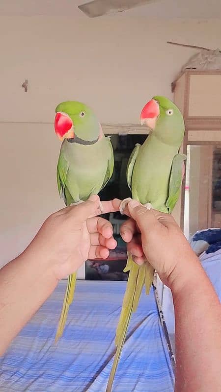 Pahari parrot pair for sale 2