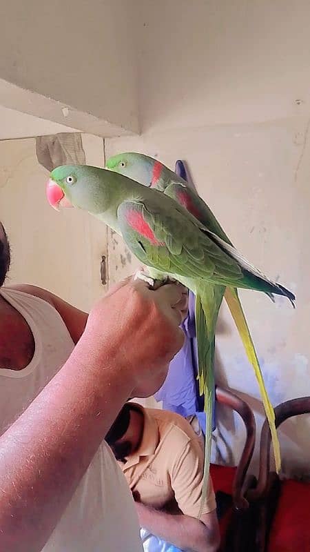 Pahari parrot pair for sale 3