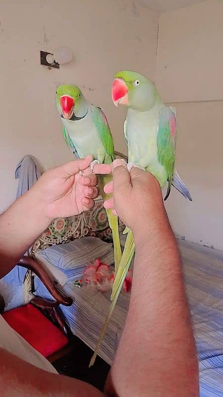 Pahari parrot pair for sale 4