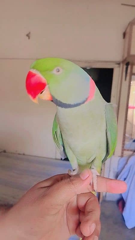 Pahari parrot pair for sale 5