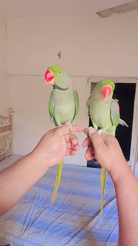 Pahari parrot pair for sale 6