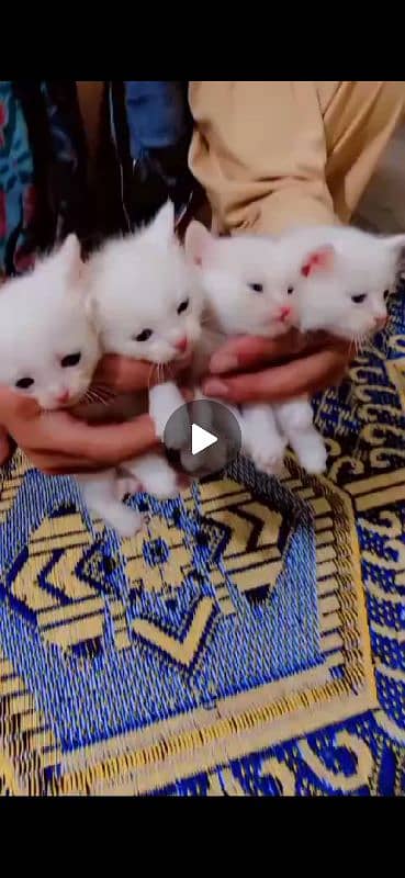 Russion Cat with 6 Kids 1