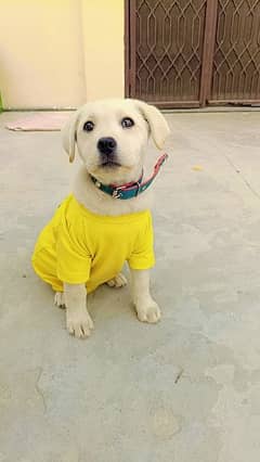 Active and Healthy Labrador Puppy