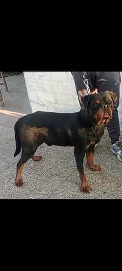 rottweiler male