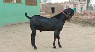 desi bakra for sale WhatsApp number 03314594754)