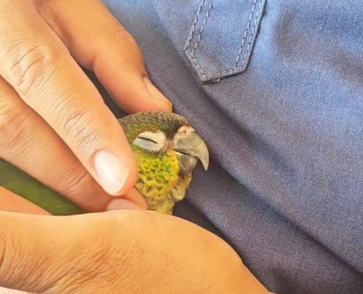 Tamed green cheek conure 5