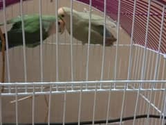 Love bird pair