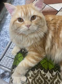 Breeder Persian Male Cat