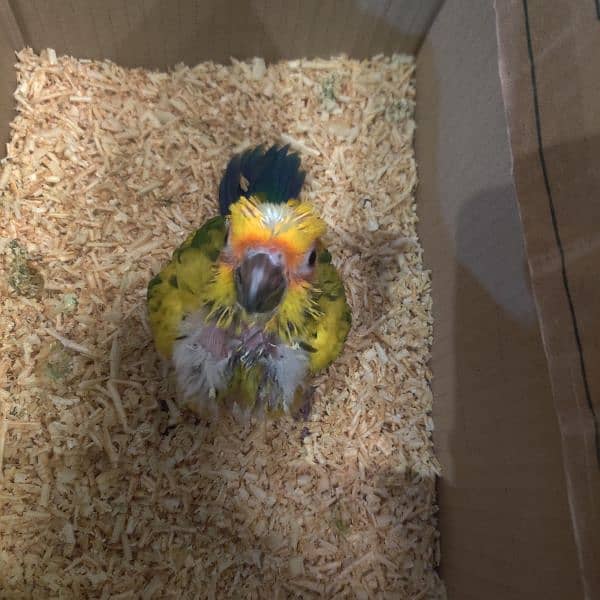 sun conure chick 2