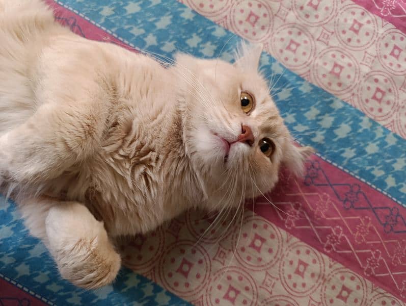 Persian male cat 0