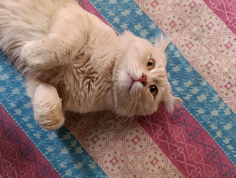 Persian male cat 1