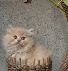 Persian triple coated punch face kitten available for sale