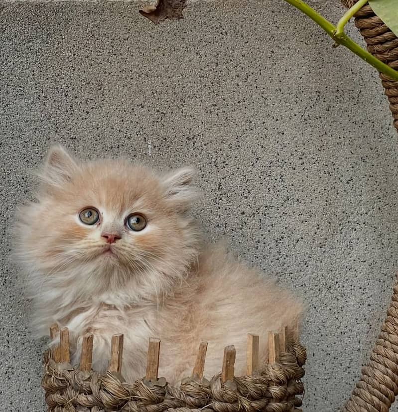 Persian triple coated punch face kitten available for sale 1