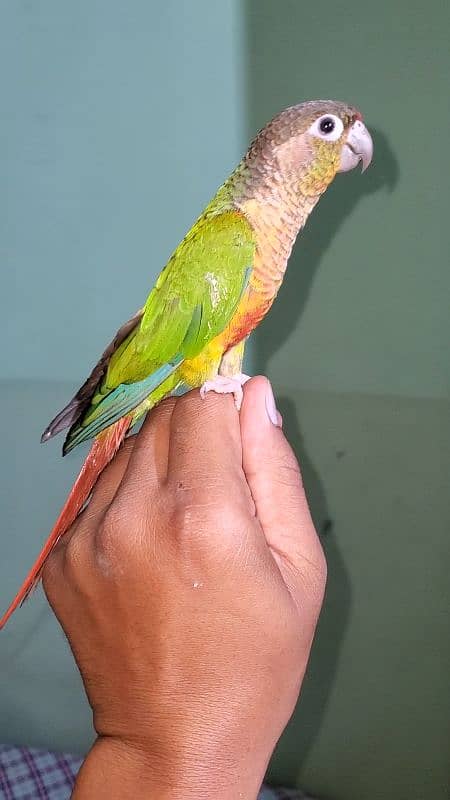 green cheek conure 0