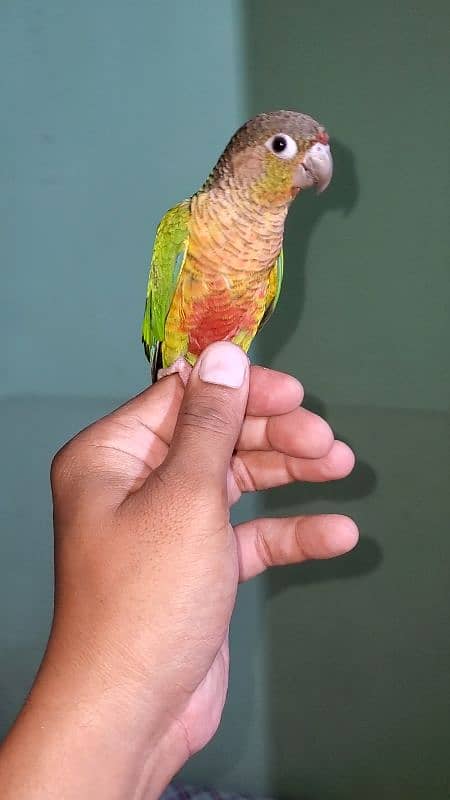 green cheek conure 1