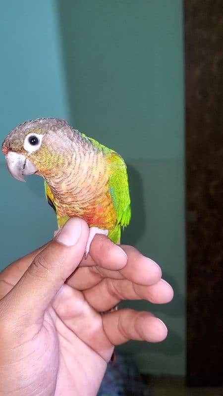 green cheek conure 2